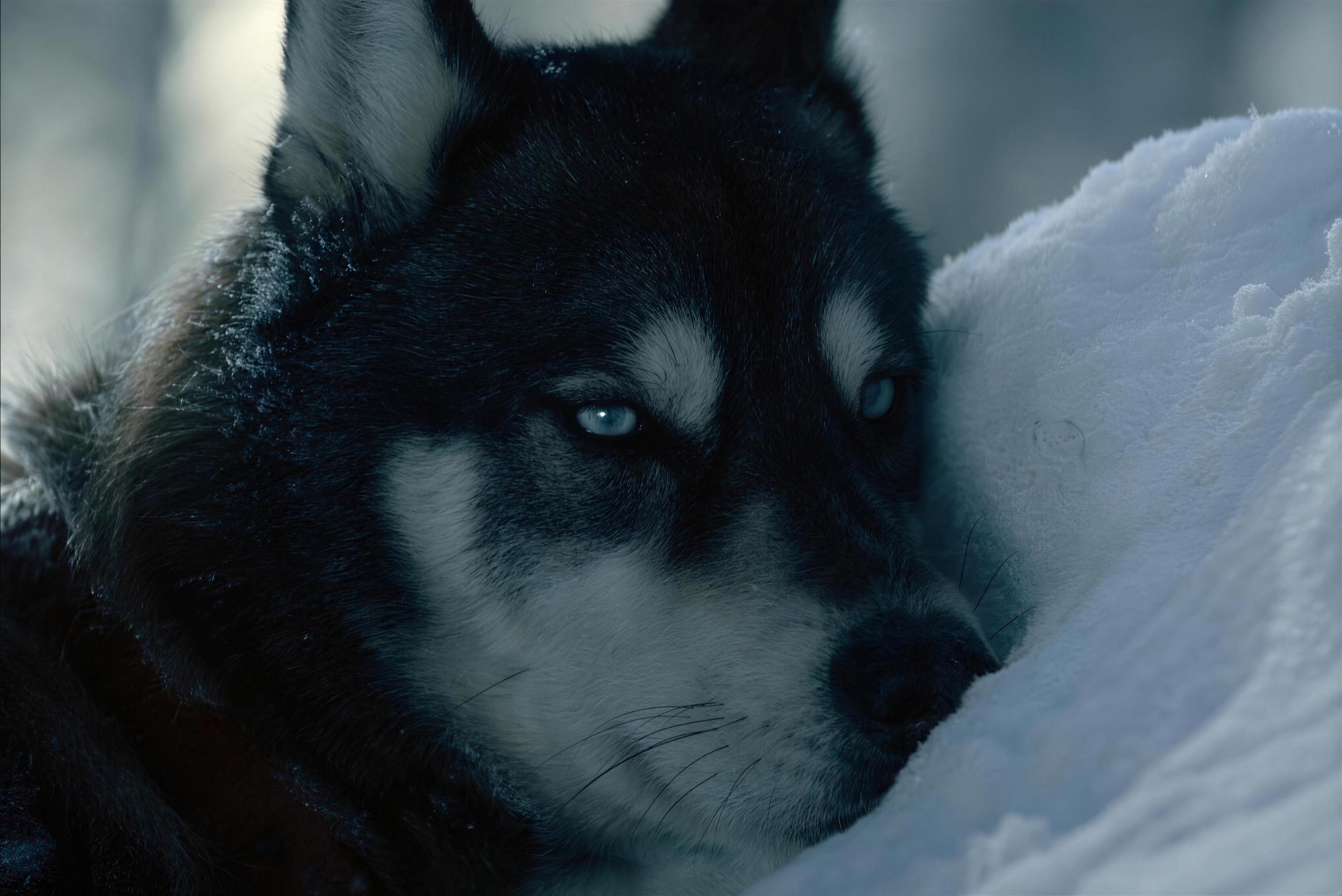 A husky with blue eyes in the snow