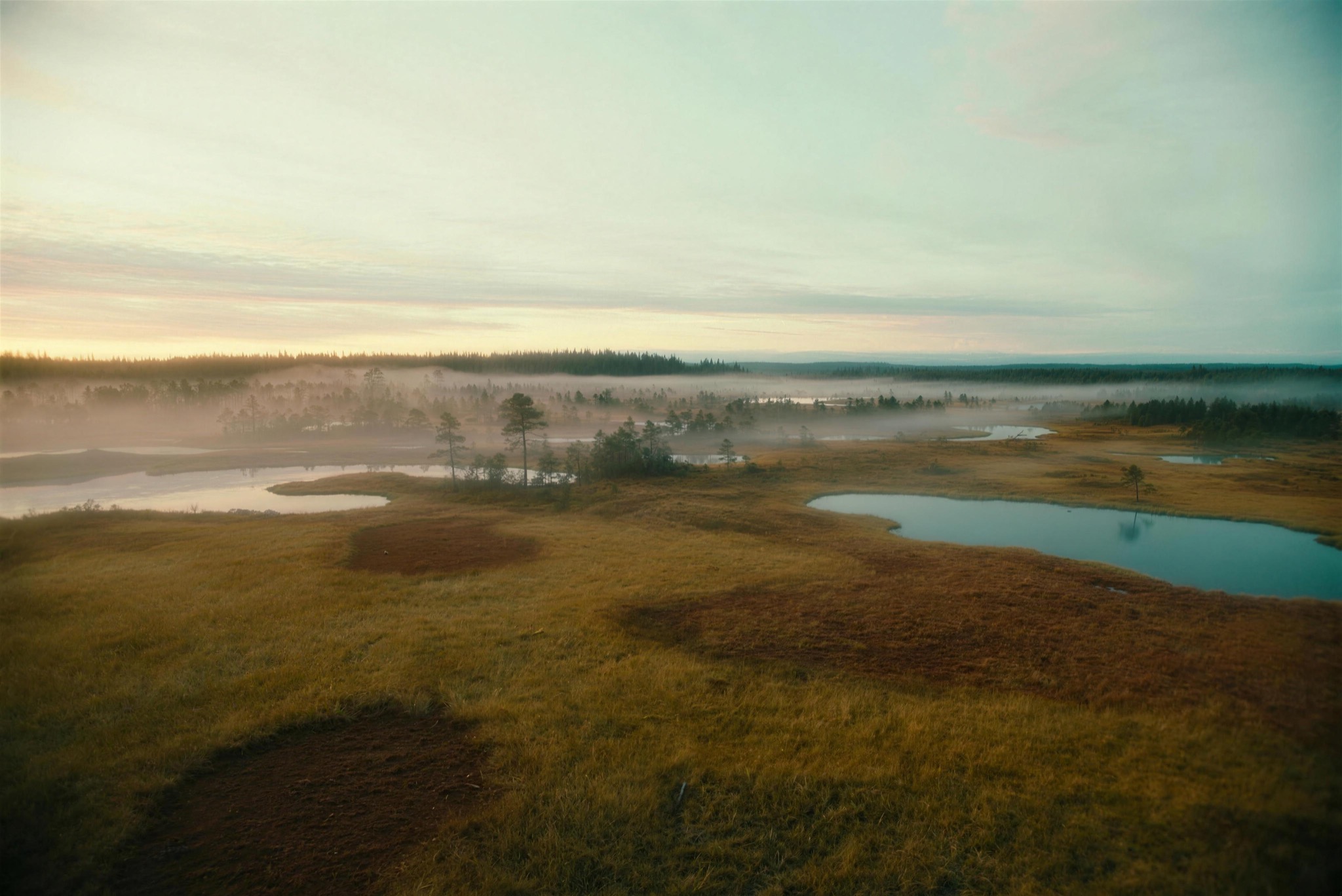 A boreal peatland in morning mist