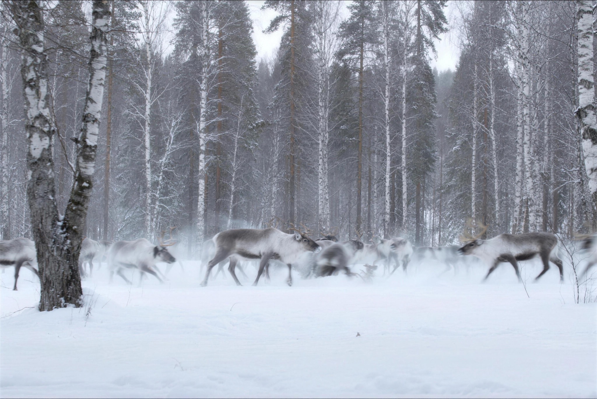 A reindeer herd on a snowy clearing