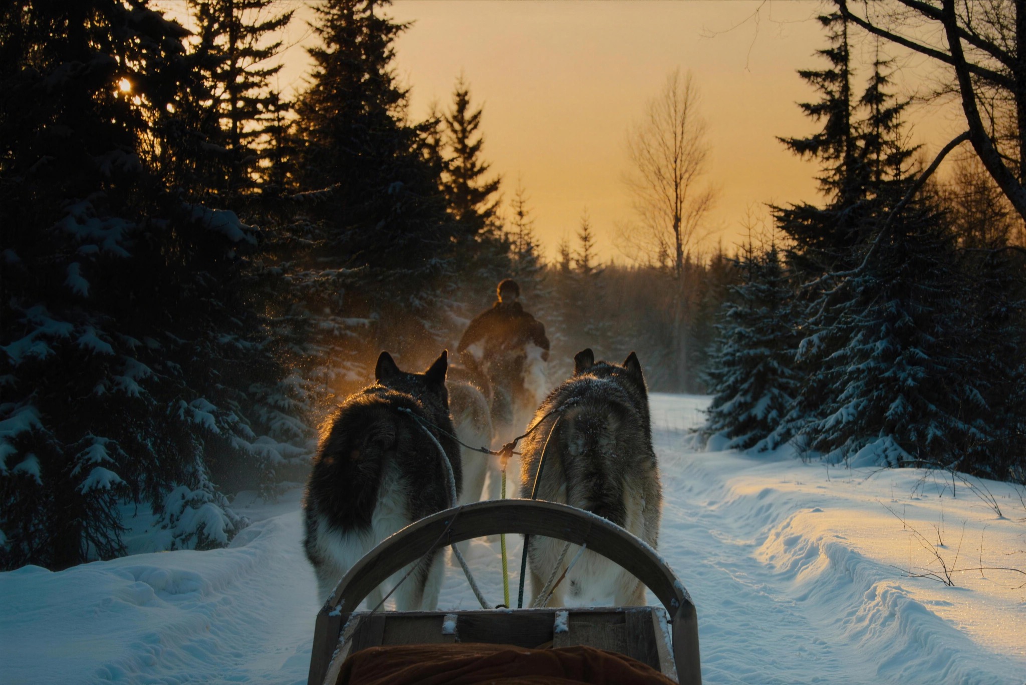A husky team on a snowy trail