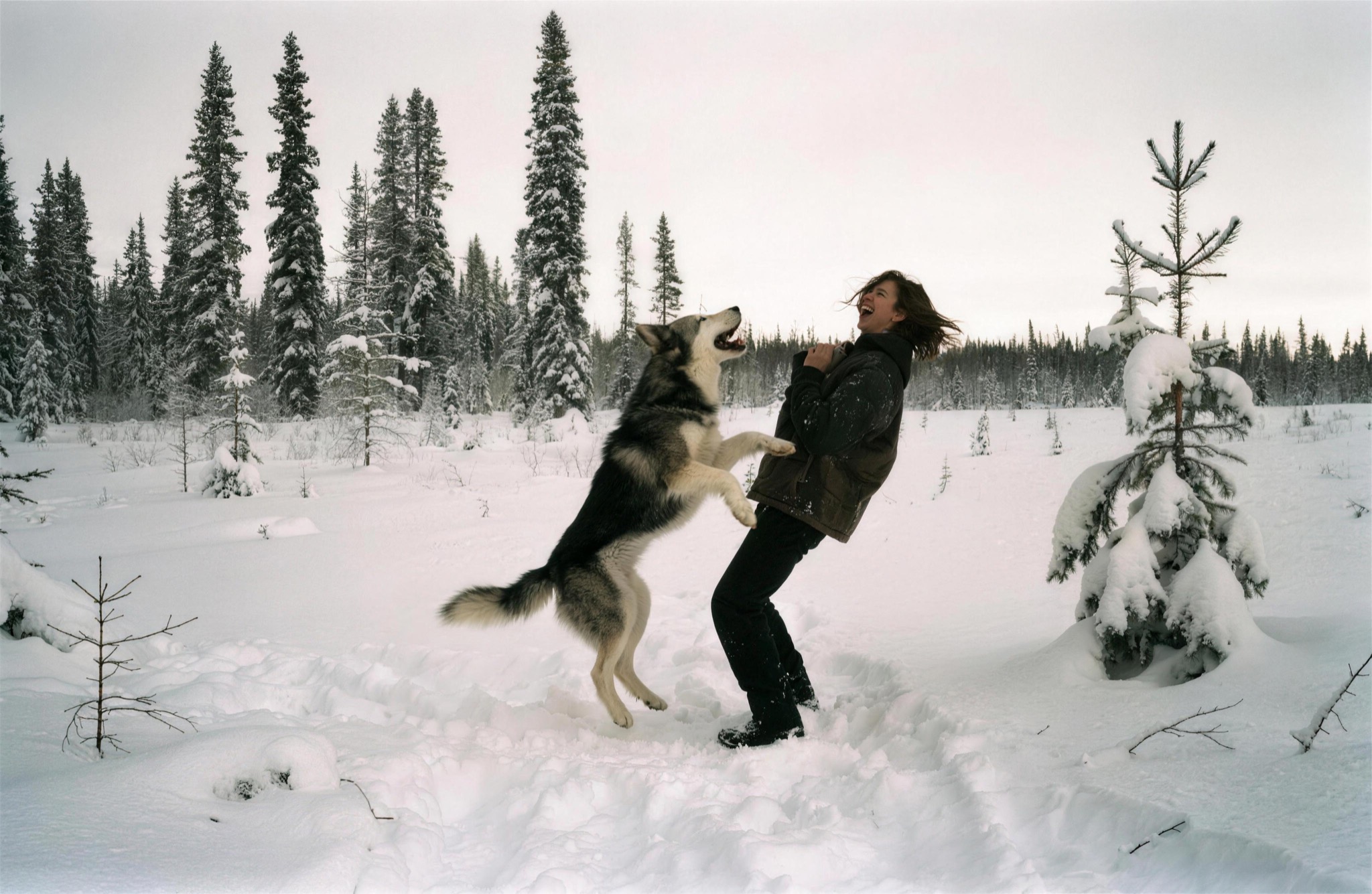 A husky leaping up to say hello
