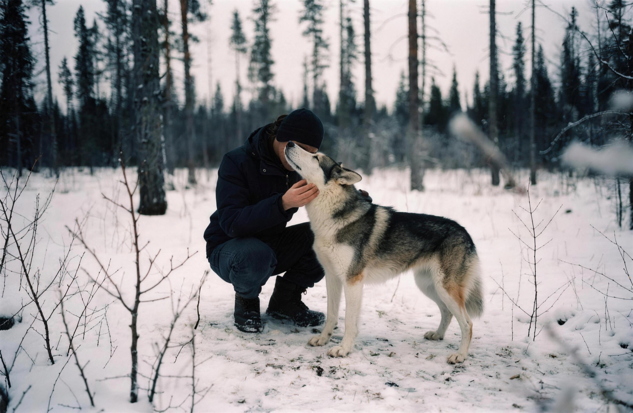 Forehead to forehead with a husky